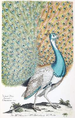 Bild Nr.1: 142-1999 Frisch,J.L.: (Zoologie, Vögel)