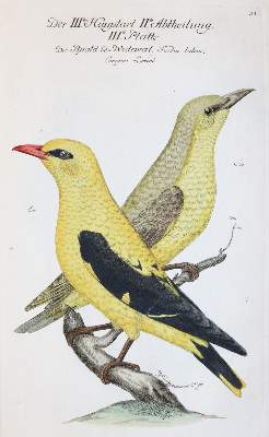 Bild Nr.2: 142-1999 Frisch,J.L.: (Zoologie, Vögel)