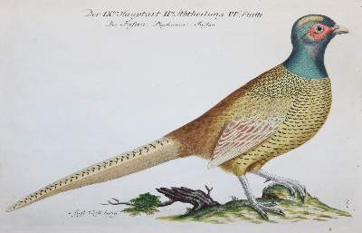 Bild Nr.21: 142-1999 Frisch,J.L.: (Zoologie, Vögel)