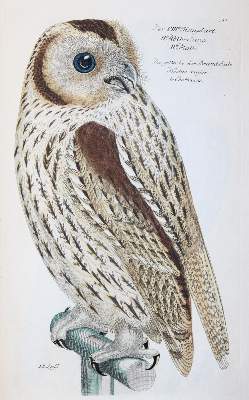 Bild Nr.210: 142-1999 Frisch,J.L.: (Zoologie, Vögel)
