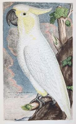 Bild Nr.25: 142-1999 Frisch,J.L.: (Zoologie, Vögel)