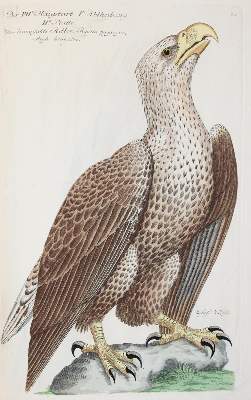 Bild Nr.26: 142-1999 Frisch,J.L.: (Zoologie, Vögel)