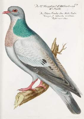 Bild Nr.262: 142-1999 Frisch,J.L.: (Zoologie, Vögel)
