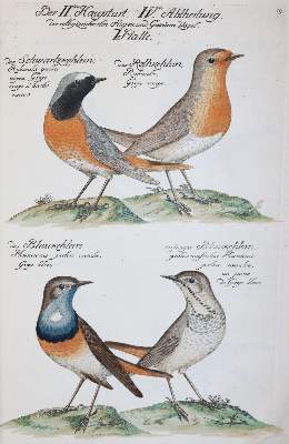 Bild Nr.27: 142-1999 Frisch,J.L.: (Zoologie, Vögel)