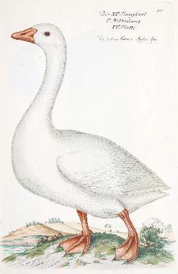 Bild Nr.270: 142-1999 Frisch,J.L.: (Zoologie, Vögel)