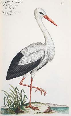 Bild Nr.278: 142-1999 Frisch,J.L.: (Zoologie, Vögel)