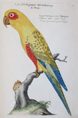 Bild Nr.28: 142-1999 Frisch,J.L.: (Zoologie, Vögel)