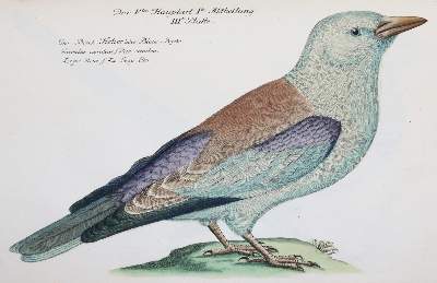 Bild Nr.29: 142-1999 Frisch,J.L.: (Zoologie, Vögel)