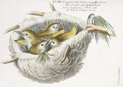 Bild Nr.290: 142-1999 Frisch,J.L.: (Zoologie, Vögel)