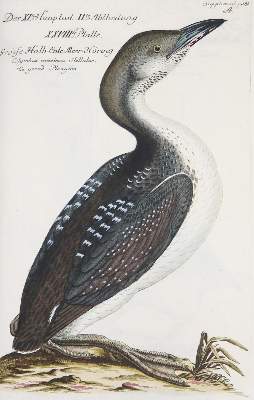 Bild Nr.292: 142-1999 Frisch,J.L.: (Zoologie, Vögel)