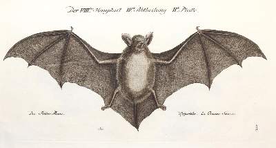 Bild Nr.3: 142-1999 Frisch,J.L.: (Zoologie, Vögel)
