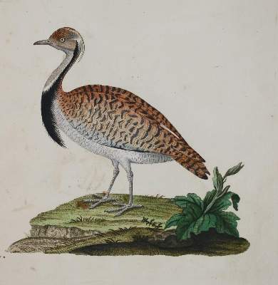 Bild Nr.2: 142-2002 Jacquin,J.F.v.: (Zoologie, Vögel)