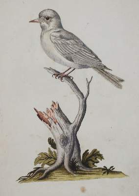 Bild Nr.3: 142-2002 Jacquin,J.F.v.: (Zoologie, Vögel)