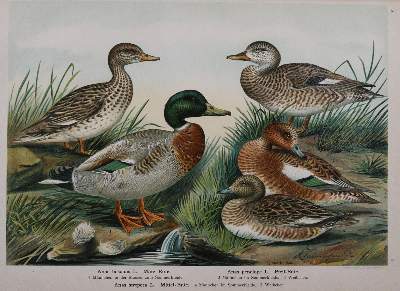 Bild Nr.2: 142-2006 Naumann,(J.A.).: (Zoologie, Vögel)