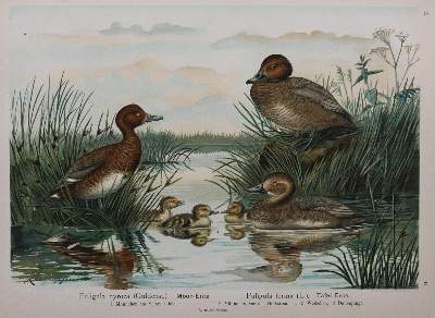 Bild Nr.4: 142-2006 Naumann,(J.A.).: (Zoologie, Vögel)