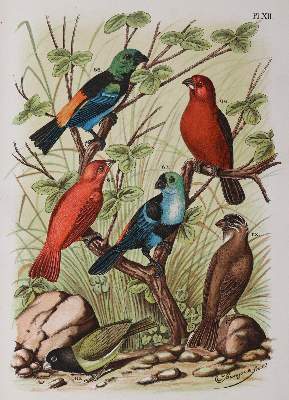 Bild Nr.4: 142-2008 Nuyens,A.: (Zoologie, Vögel)