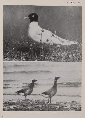 Bild Nr.1: 142-2009 Ornithologie.: (Zoologie, Vögel)