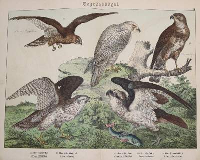 Bild Nr.1: 142-2010 Ornithologie.: (Zoologie, Vögel)