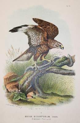 Bild Nr.3: 142-2013 Riesenthal,O.v.: (Zoologie, Vögel)