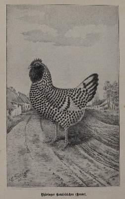 Bild Nr.2: 142-2016 Baldamus,A.C.E.: (Zoologie, Vögel, Tauben)