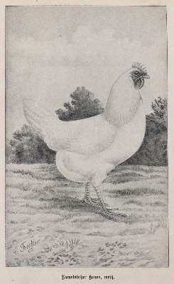 Bild Nr.3: 142-2016 Baldamus,A.C.E.: (Zoologie, Vögel, Tauben)