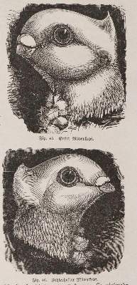 Bild Nr.4: 142-2016 Baldamus,A.C.E.: (Zoologie, Vögel, Tauben)