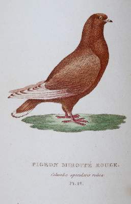 Bild Nr.2: 142-2017 Boitard,(P.) u. M.Corbier.: (Zoologie, Vögel, Tauben)