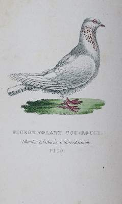 Bild Nr.3: 142-2017 Boitard,(P.) u. M.Corbier.: (Zoologie, Vögel, Tauben)