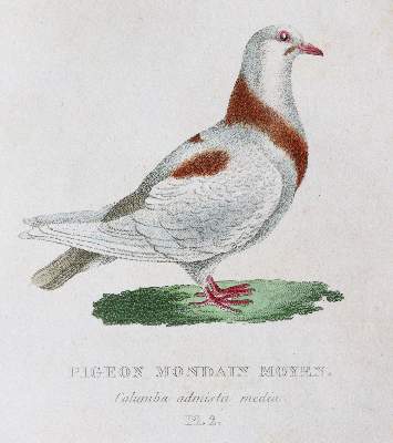 Bild Nr.2: 142-2018 Boitard,(P.) u. M.Corbier.: (Zoologie, Vögel, Tauben)