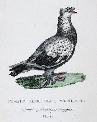 Bild Nr.3: 142-2018 Boitard,(P.) u. M.Corbier.: (Zoologie, Vögel, Tauben)