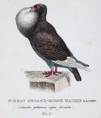 Bild Nr.4: 142-2018 Boitard,(P.) u. M.Corbier.: (Zoologie, Vögel, Tauben)