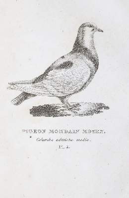 Bild Nr.2: 142-2019 Boitard,(P.) u. M.Corbier.: (Zoologie, Vögel, Tauben)