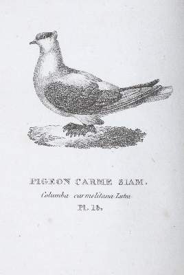 Bild Nr.3: 142-2019 Boitard,(P.) u. M.Corbier.: (Zoologie, Vögel, Tauben)