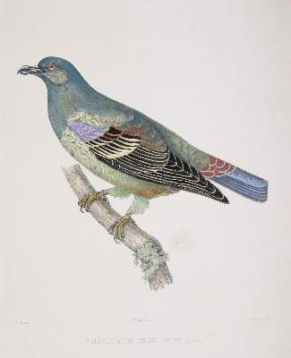 Bild Nr.1: 142-2020 Bonaparte,C.-L.: (Zoologie, Vögel, Tauben)