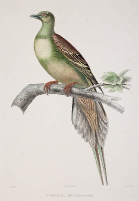 Bild Nr.2: 142-2020 Bonaparte,C.-L.: (Zoologie, Vögel, Tauben)