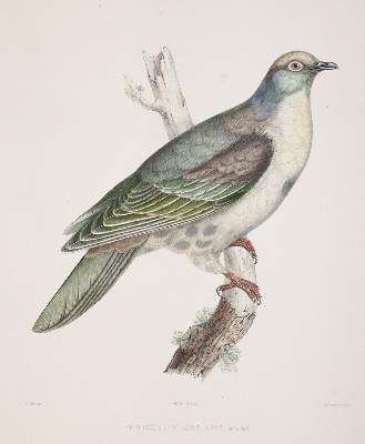 Bild Nr.3: 142-2020 Bonaparte,C.-L.: (Zoologie, Vögel, Tauben)