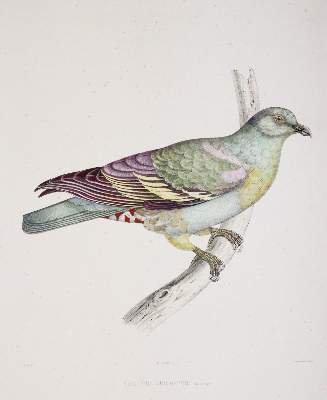 Bild Nr.4: 142-2020 Bonaparte,C.-L.: (Zoologie, Vögel, Tauben)