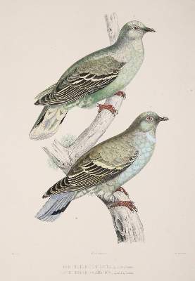 Bild Nr.5: 142-2020 Bonaparte,C.-L.: (Zoologie, Vögel, Tauben)