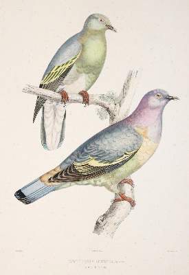 Bild Nr.6: 142-2020 Bonaparte,C.-L.: (Zoologie, Vögel, Tauben)