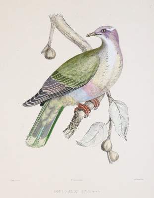 Bild Nr.7: 142-2020 Bonaparte,C.-L.: (Zoologie, Vögel, Tauben)