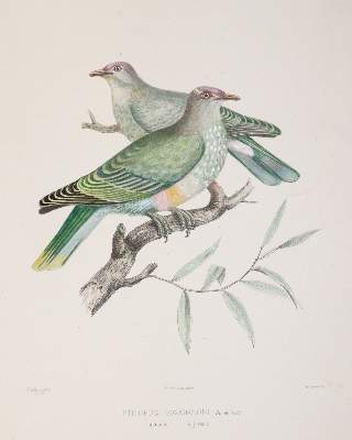 Bild Nr.8: 142-2020 Bonaparte,C.-L.: (Zoologie, Vögel, Tauben)