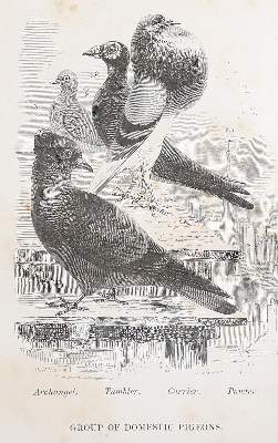Bild Nr.2: 142-2021 Dixon,E.S.: (Zoologie, Vögel, Tauben)