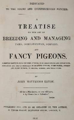 Bild Nr.2: 142-2022 Eaton,J.M.: (Zoologie, Vögel, Tauben)