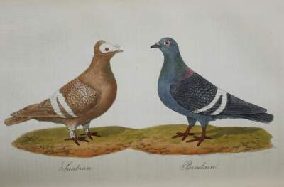 Bild Nr.3: 142-2023 Eaton,J.M.: (Zoologie, Vögel, Tauben)