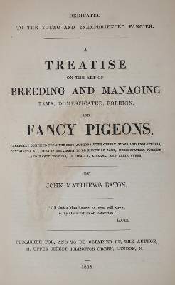 Bild Nr.1: 142-2024 Eaton,J.M.: (Zoologie, Vögel, Tauben)
