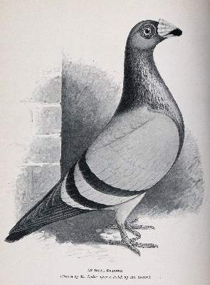 Bild Nr.2: 142-2025 Fletcher,W.R.: (Zoologie, Vögel, Tauben)