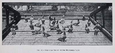 Bild Nr.3: 142-2025 Fletcher,W.R.: (Zoologie, Vögel, Tauben)