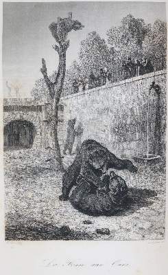 Bild Nr.2: 142-2026 Fulton,R.: (Zoologie, Vögel, Tauben)