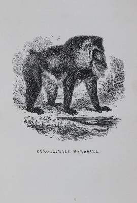 Bild Nr.3: 142-2026 Fulton,R.: (Zoologie, Vögel, Tauben)