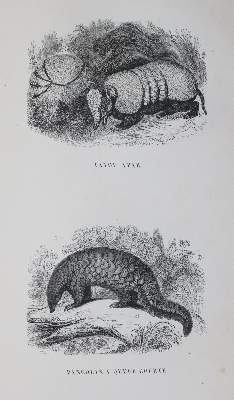 Bild Nr.4: 142-2026 Fulton,R.: (Zoologie, Vögel, Tauben)